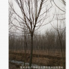 出售；速生白蠟 苗圃速生白蠟 誠信銷售 量多從優