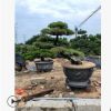 精品造型日本大阪松 五針松 羅漢松 黑松 城市園林綠色景觀