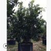 供應批發全冠柚子綠化樹，蜜柚綠化苗木