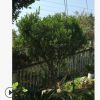 批發米蘭 芳香濃郁 雅氣十足 多年生 米蘭 各種綠化