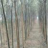出售速生國槐樹苗 國槐樹 原生國槐樹價格表 基地特供歡迎致電