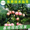 三紅蜜柚果樹苗掛果柚子樹苗 紅皮紅肉蜜柚樹苗 基地果樹批發