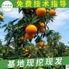 基地直銷批發愛媛38號柑桔苗 嫁接高成活柑橘樹苗