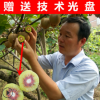 獼猴桃小苗 紅陽(yáng)獼猴桃苗 奇異果苗 獼猴桃紅心嫁接苗 根系發(fā)達(dá)