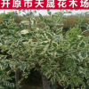 大量供應(yīng)東北新品種花葉榆 濕地綠化花葉榆樹 花葉榆樹苗批發(fā)