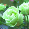 搶購(gòu)|爬藤月季花苗|大花綠月季[碧云]藤本月季四季開花|盆栽