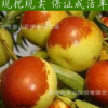 出售嫁接棗樹苗 冬棗樹苗 規格全 根系發達 成活率高 量大優惠