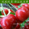 出售大紅燈 櫻桃樹苗 布魯克斯 拉賓斯櫻桃苗 根系發達量大優惠