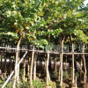 廠家直供 桿直型美**只要200元紅花羊蹄甲 紅花紫荊移植苗