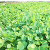 優質移植香樟木 米徑20公分移植香樟批發