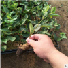 基地直銷(xiāo)大棚種植櫻桃苗 如何管理種植 育禾指導(dǎo)
