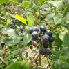批發南北方適應藍莓苗 藍莓苗掛果多成活2-3年生優質都克藍莓苗