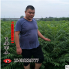 紅油香椿小樹苗冬季入值大棚產量高口味好紅油香椿芽美味佳肴