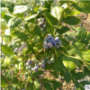 *種植高產量藍莓苗 美登 都克 藍風品種齊全 任您選購