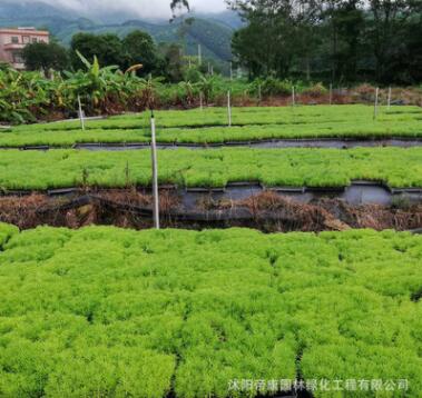 屋頂隔熱美化 地被植物 佛甲草 易養(yǎng)護 樓頂綠化 佛指草青葉