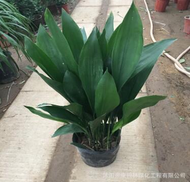 批發(fā)一葉蘭 客廳室內水培觀葉植物花卉 四季常青綠植盆景凈化空氣