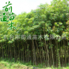 重陽木 供應(yīng)園林綠化重陽木 批發(fā)行道工程綠化 廠家直銷