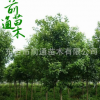 基地大量供應(yīng)1--20cm大葉女貞樹 高桿大葉女貞 行道綠化園林植物
