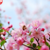 批發(fā)櫻花樹(shù) 櫻花苗 風(fēng)景樹(shù)種類 綠化樹(shù)苗櫻花系列景觀品種齊全