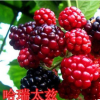 紅寶石樹(shù)莓苗 產(chǎn)量高經(jīng)濟(jì)效益好 適應(yīng)力很強(qiáng) 風(fēng)味甜 市場(chǎng)需求量大