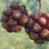 紫果一號(hào)黑老虎樹(shù)苗 布福娜果大產(chǎn)量高 適應(yīng)性極強(qiáng) 耐低溫抗高溫