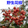 野生袍花椒樹(shù)苗 品種優(yōu)良上等粒大產(chǎn)量高豐產(chǎn)快 基地直銷(xiāo)果農(nóng)首選
