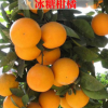 冰糖柑橘樹(shù)苗 果皮光滑多汁有香氣 四季熱銷(xiāo) 味甜 地載盆栽果樹(shù)苗