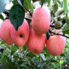 望香紅蘋(píng)果樹(shù)苗 品種優(yōu)良果農(nóng)主栽 抗寒耐旱力強(qiáng)基地嫁接直銷(xiāo)果苗
