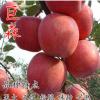 樹(shù)苗批發(fā) 巨森蘋(píng)果苗 產(chǎn)量高味濃汁多有香氣 抗病耐寒果農(nóng)主栽