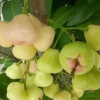 青綠色蓮霧樹(shù)苗 盆栽地栽果樹(shù)苗 南方北方種植 基地品種嫁接直銷(xiāo)