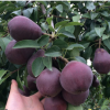供應(yīng)紫巴梨苗 特點(diǎn)皮薄抗病力強(qiáng) 基地推廣批發(fā) 品種嫁接梨子樹(shù)苗