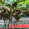 【美人指】葡萄苗 上等品種抗病耐寒性好 基地大力推廣葡萄樹(shù)苗