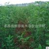 批發(fā)高桿女貞 大葉女貞 工程綠化喬木 大葉女貞量大價(jià)優(yōu)