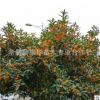 桂花苗直銷 桂花樹苗 桂花小苗 桂花樹 規(guī)格齊全 品種全