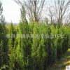 墓地專用松柏樹批發(fā) 蜀儈 塔柏 塔松 松樹 刺柏 地柏