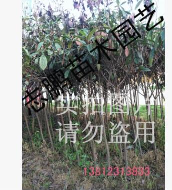 供應綠化苗木 琵琶樹 琵琶苗 4--12公分 量大從優