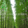 基地直銷各種規(guī)格1--20CM水杉樹 大量供應(yīng)風(fēng)景樹行道樹美化工程