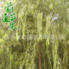 垂柳 基地直銷 垂柳綠化環(huán)境風(fēng)景樹 園藝園林 品種齊全柳樹小苗