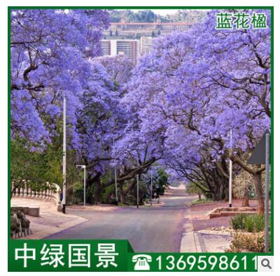 藍花楹批發(fā) 地苗移植苗 綠化樹 風(fēng)景樹