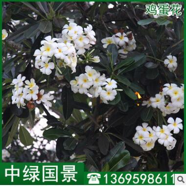 雞蛋花報(bào)價(jià) 風(fēng)景樹(shù) 福建綠化苗木 移植苗地苗批發(fā)