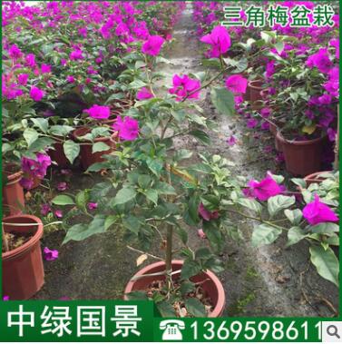 漳州三角梅小苗高度30-150公分 三角梅園林園藝綠化批發(fā)