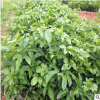 百香果苗 百香果樹(shù)苗 紫香一號(hào) 雞蛋果苗西番蓮苗 當(dāng)年結(jié)果樹(shù)苗