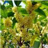批發(fā)優(yōu)質(zhì)桂花樹(shù)苗 苗木基地直銷 綠化工程苗 成活高 量大批發(fā)