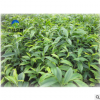 珍稀樹(shù)種海南沉香苗綠化樹(shù)苗白木香苗 支持網(wǎng)銷代發(fā)