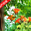 爬藤植物花卉凌霄花花苗盆栽陽(yáng)臺(tái)庭院花園植物工程苗木美觀好養(yǎng)護(hù)