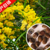 新采相思樹(shù)種子 紅豆 臺(tái)灣相思樹(shù) 綠化行道林木苗木植物樹(shù)種子