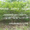 直銷構樹小苗 構樹苗 構樹 行道構樹
