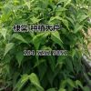 棣棠直銷 50萬株急售H35-60以上P30-55 棣棠種植大戶