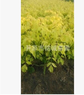 長期批發(fā)經(jīng)銷優(yōu)質(zhì)金葉糖槭小苗價格優(yōu)惠規(guī)格齊全產(chǎn)地直銷