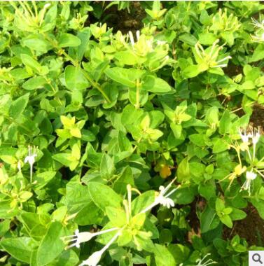 金銀花苗木綠科園藝樹形苗木盆景盆栽藤本植物木質樹狀四季金銀花